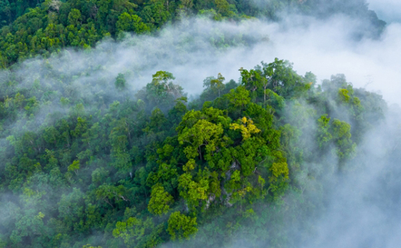 Drone image of a forest
